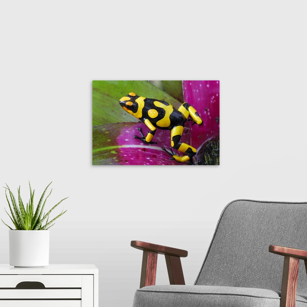 A modern room featuring Harlequin Poison Frog on bromeliad(Oophaga histrionica)Cauca, Colombia