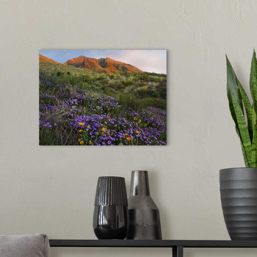 A modern room featuring Herb of the Cross at Franklin Mountains State Park, Chihuahuan Desert, Texas