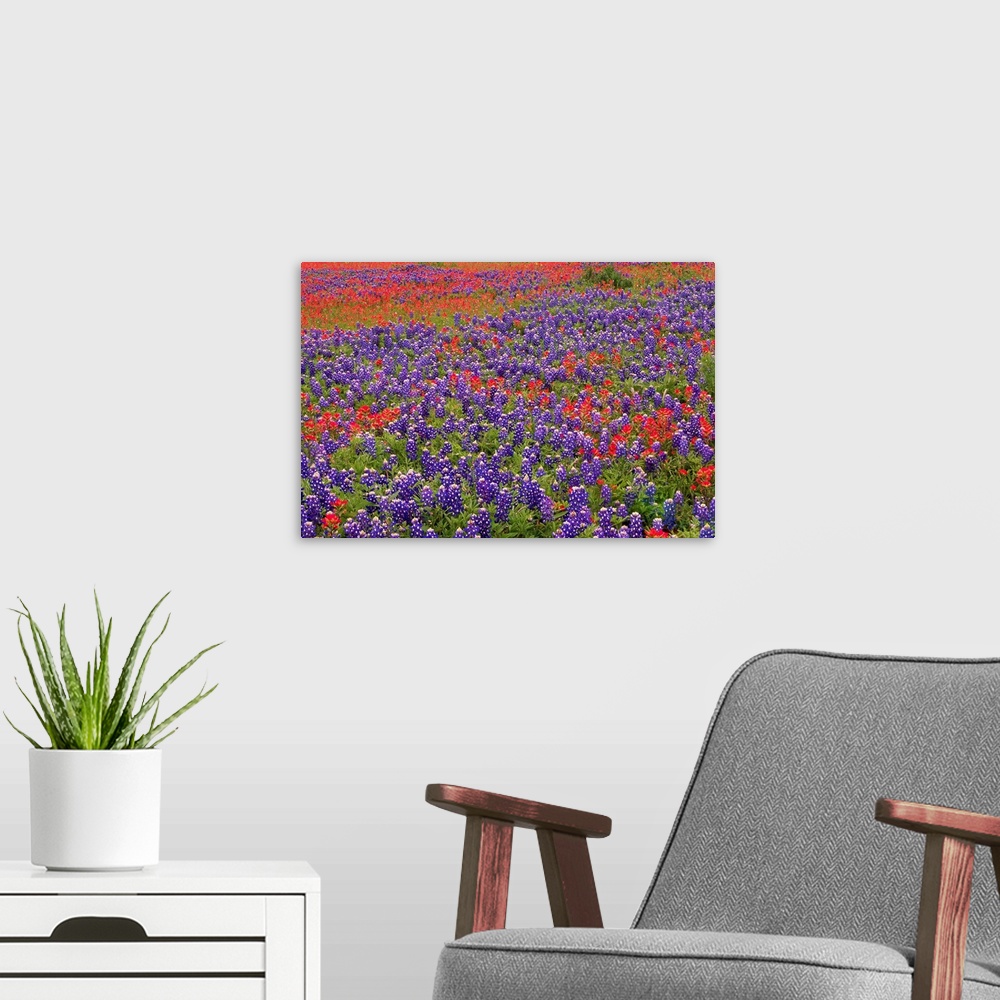 A modern room featuring This large piece is a picture taken of colorful flowers blanketing a vast open field.