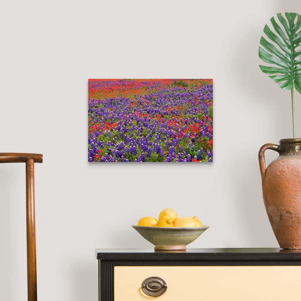 A traditional room featuring This large piece is a picture taken of colorful flowers blanketing a vast open field.