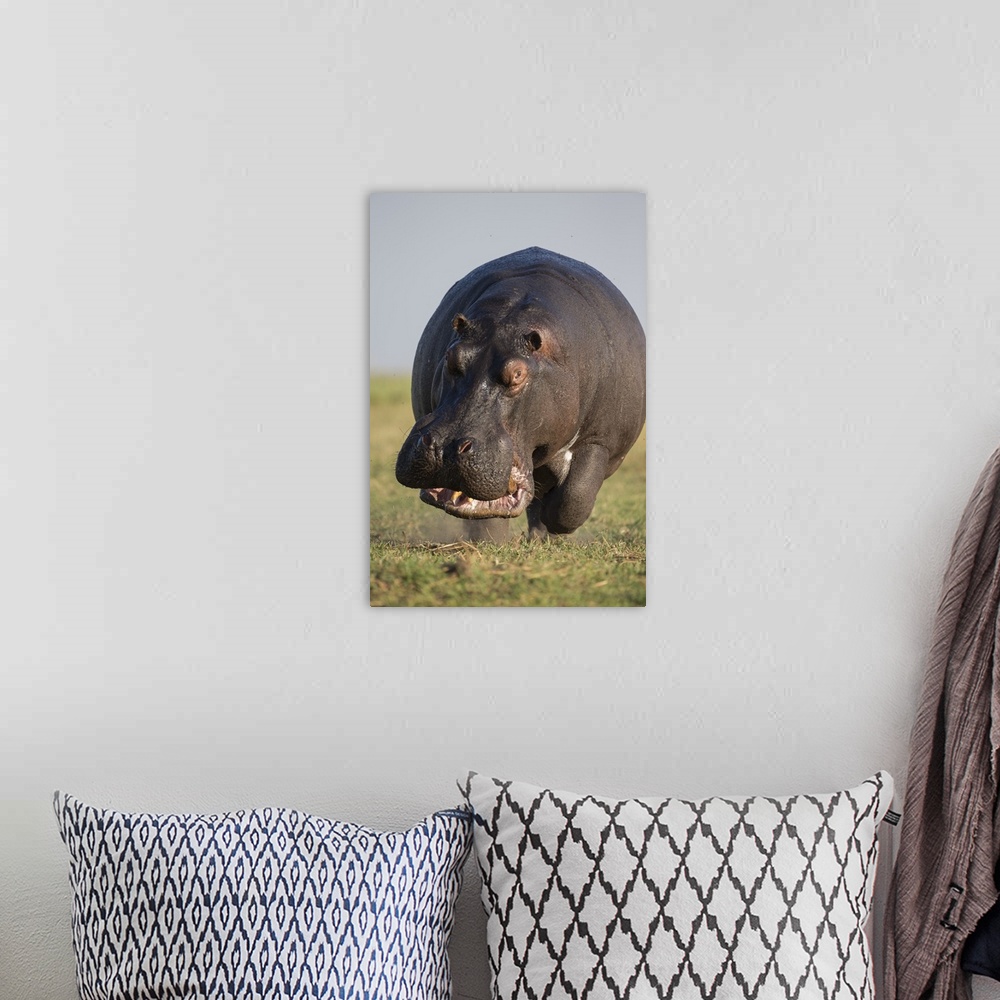 A bohemian room featuring Hippopotamus (Hippopotamus amphibius) bull charging in territorial display, Botswana.