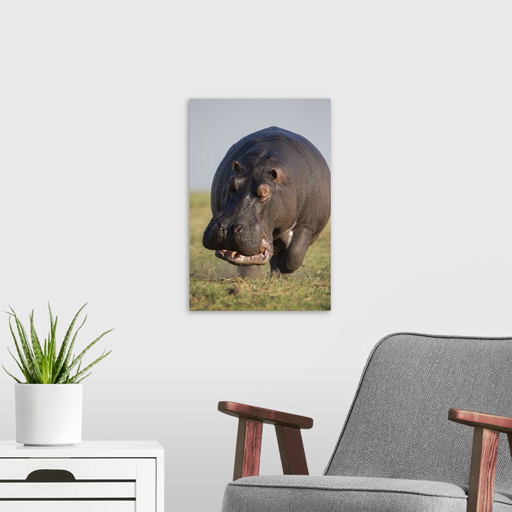A modern room featuring Hippopotamus (Hippopotamus amphibius) bull charging in territorial display, Botswana.