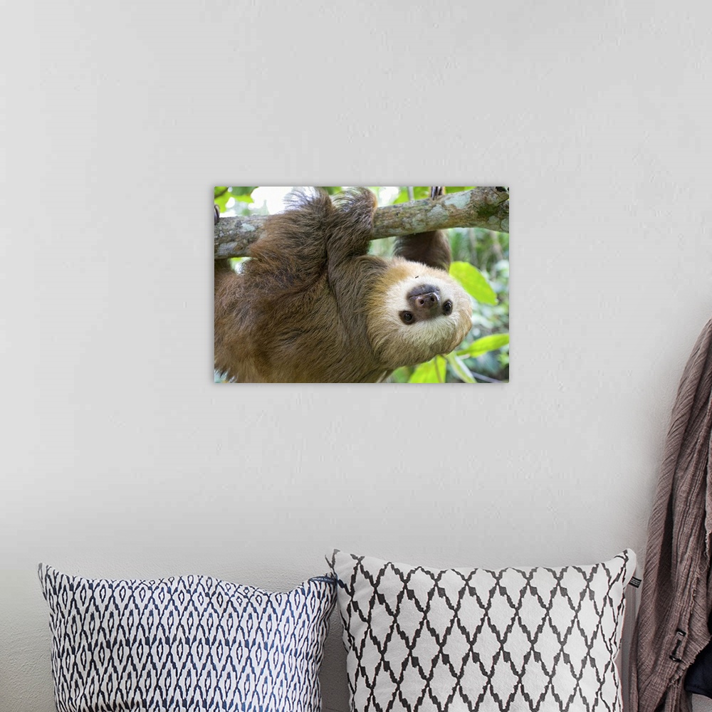 A bohemian room featuring Hoffmann's Two-toed Sloth Choloepus hoffmanni6 month old orphan in treeAviarios Sloth Sanctuary, ...
