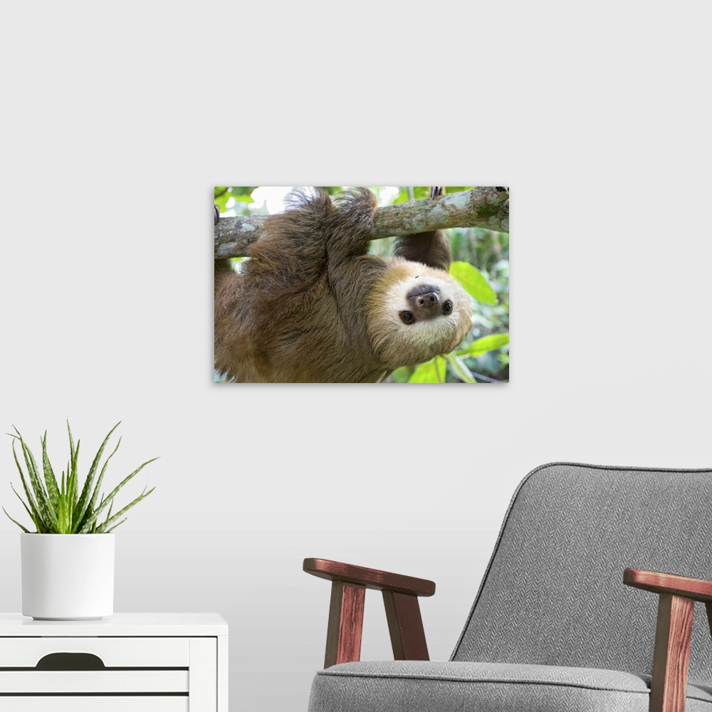 A modern room featuring Hoffmann's Two-toed Sloth Choloepus hoffmanni6 month old orphan in treeAviarios Sloth Sanctuary, ...