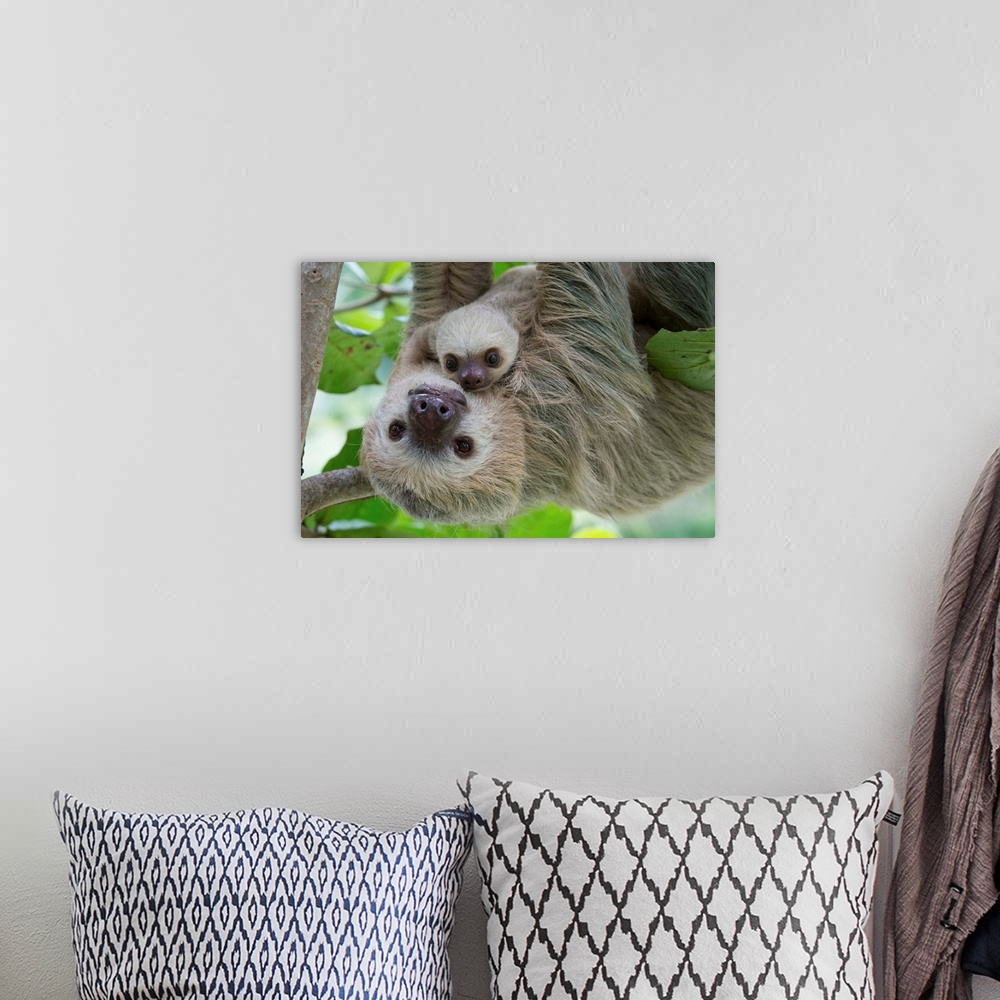 A bohemian room featuring Hoffmann's Two-toed Sloth (Choloepus hoffmanni) mother and two month old baby, Aviarios Sloth San...