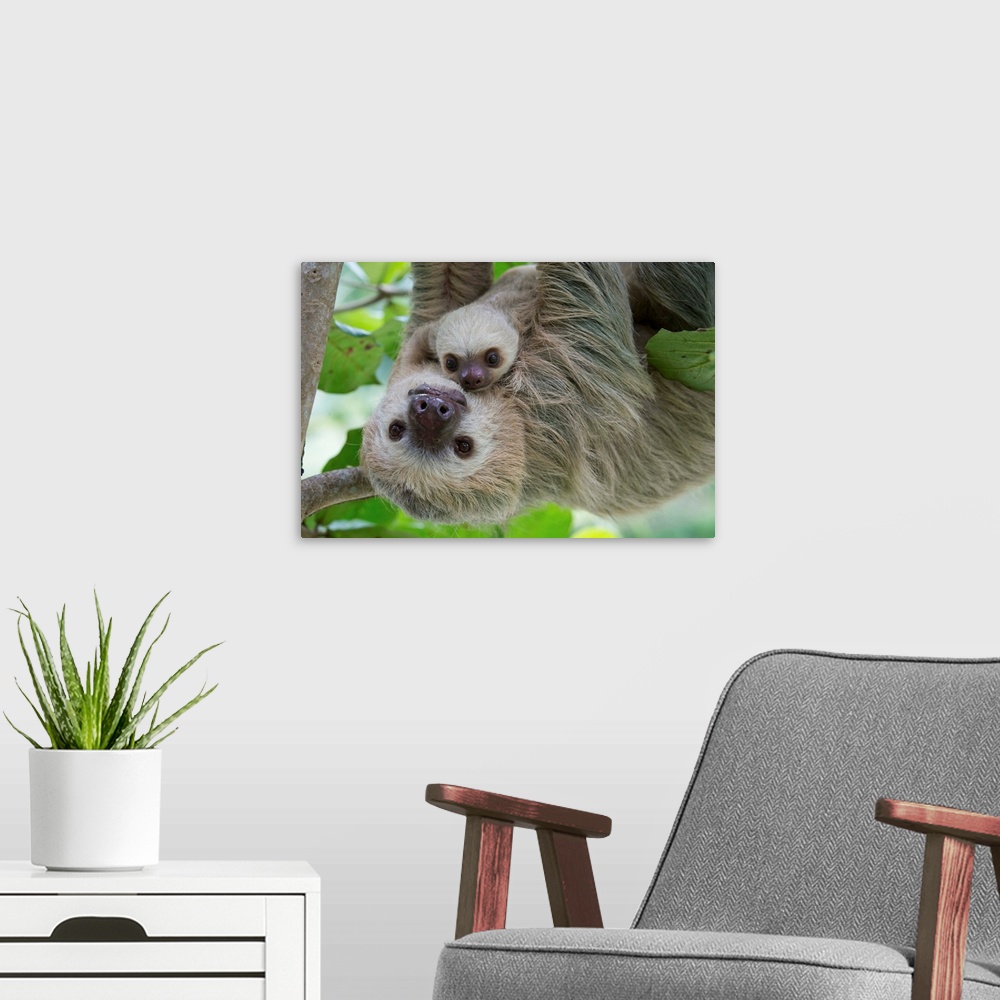 A modern room featuring Hoffmann's Two-toed Sloth (Choloepus hoffmanni) mother and two month old baby, Aviarios Sloth San...