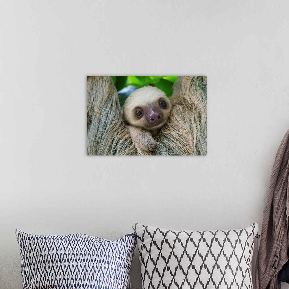 A bohemian room featuring Hoffmann's Two-toed Sloth (Choloepus hoffmanni) two month old baby, Aviarios Sloth Sanctuary, Cos...