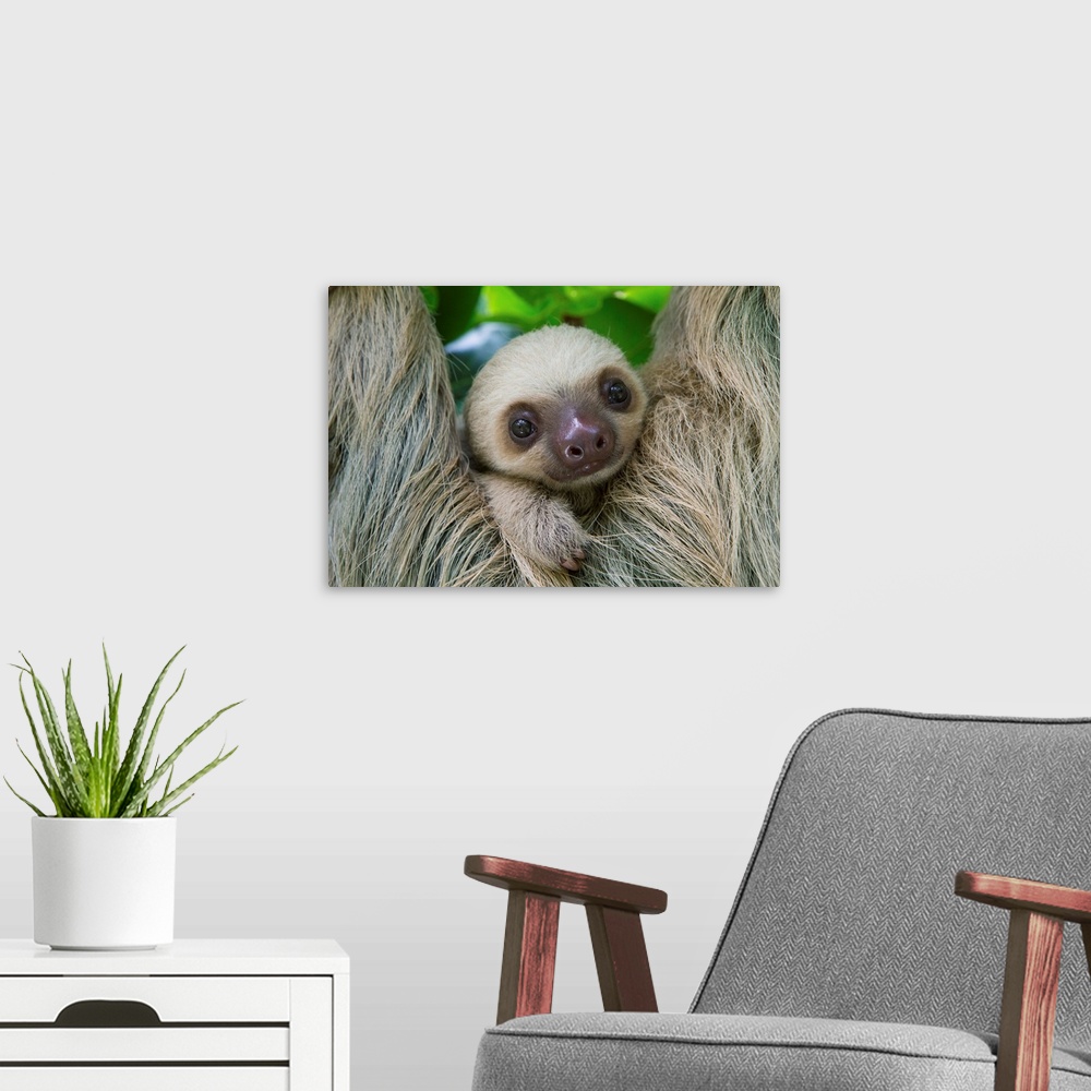 A modern room featuring Hoffmann's Two-toed Sloth (Choloepus hoffmanni) two month old baby, Aviarios Sloth Sanctuary, Cos...