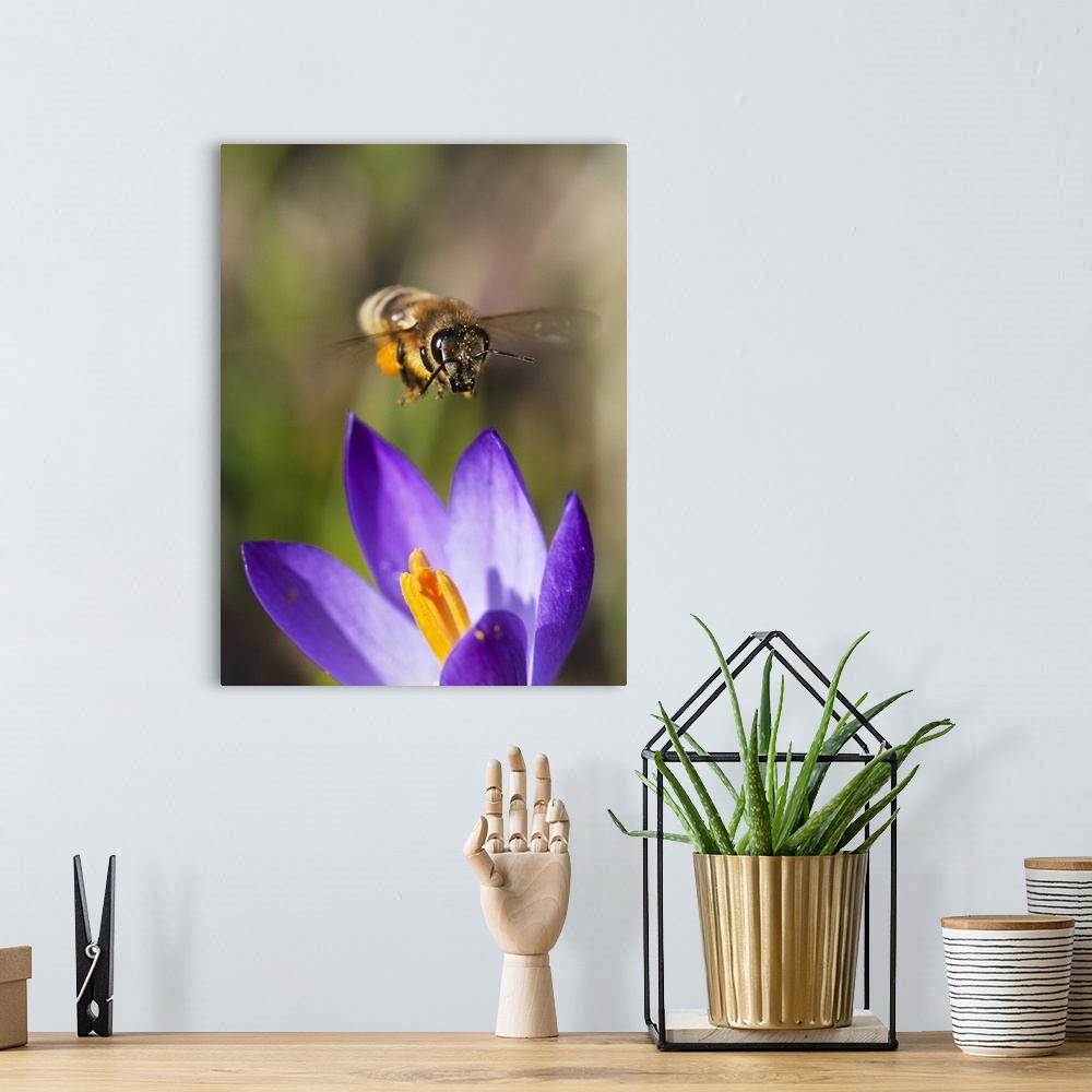 A bohemian room featuring Honey Bee (Apis mellifera) approaching flower, Bavaria, Germany