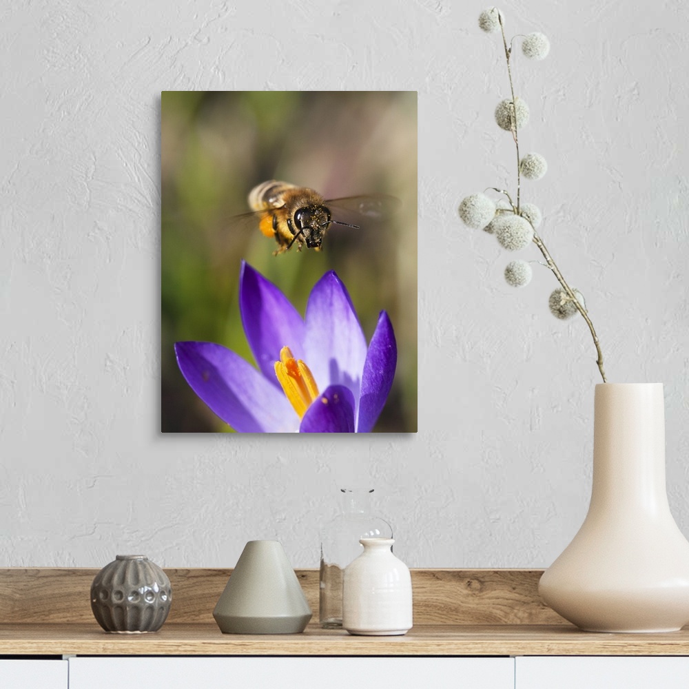 A farmhouse room featuring Honey Bee (Apis mellifera) approaching flower, Bavaria, Germany