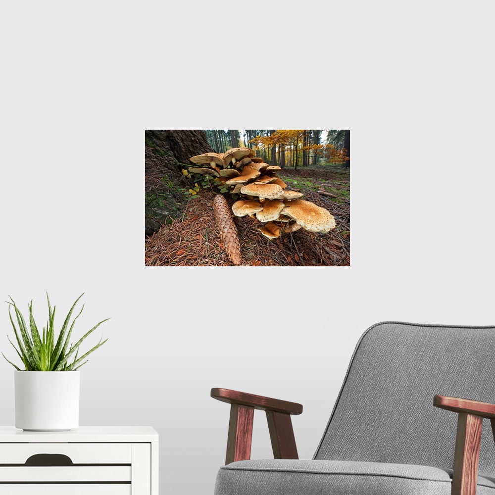 A modern room featuring Honey Fungus (Armillaria mellea) fruiting bodies at base of fir tree stem (Picea abies), Germany