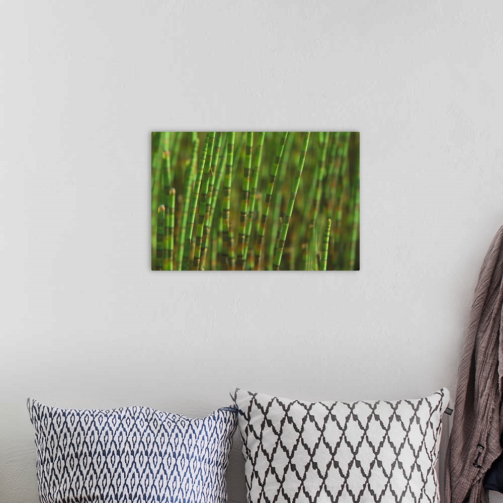 A bohemian room featuring Big, horizontal, close up photograph of a large bunch of horsetail plants standing upright in a s...