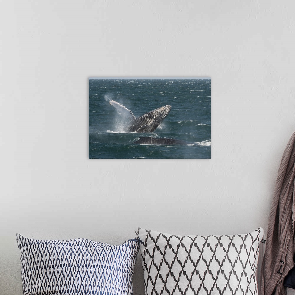 A bohemian room featuring Humpback Whale breaching, Baja California, Mexico