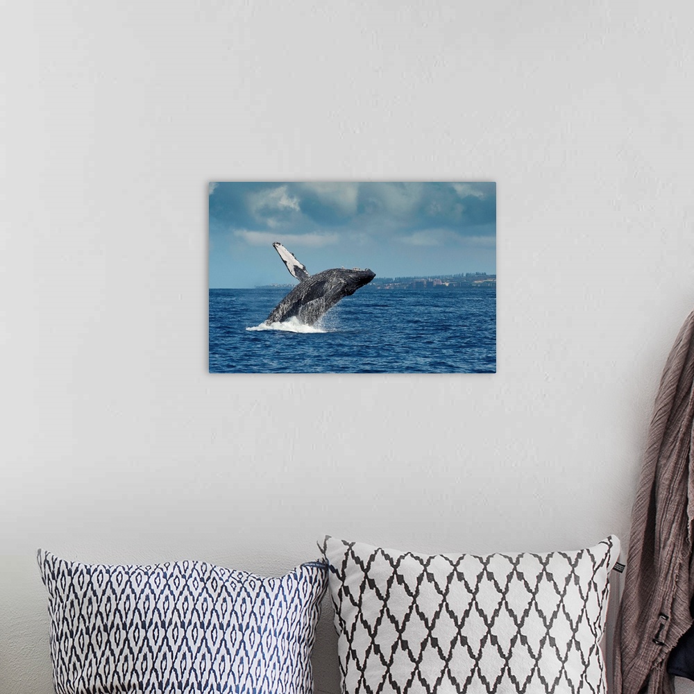 A bohemian room featuring Humpback Whale breaching, Maui, Hawaii