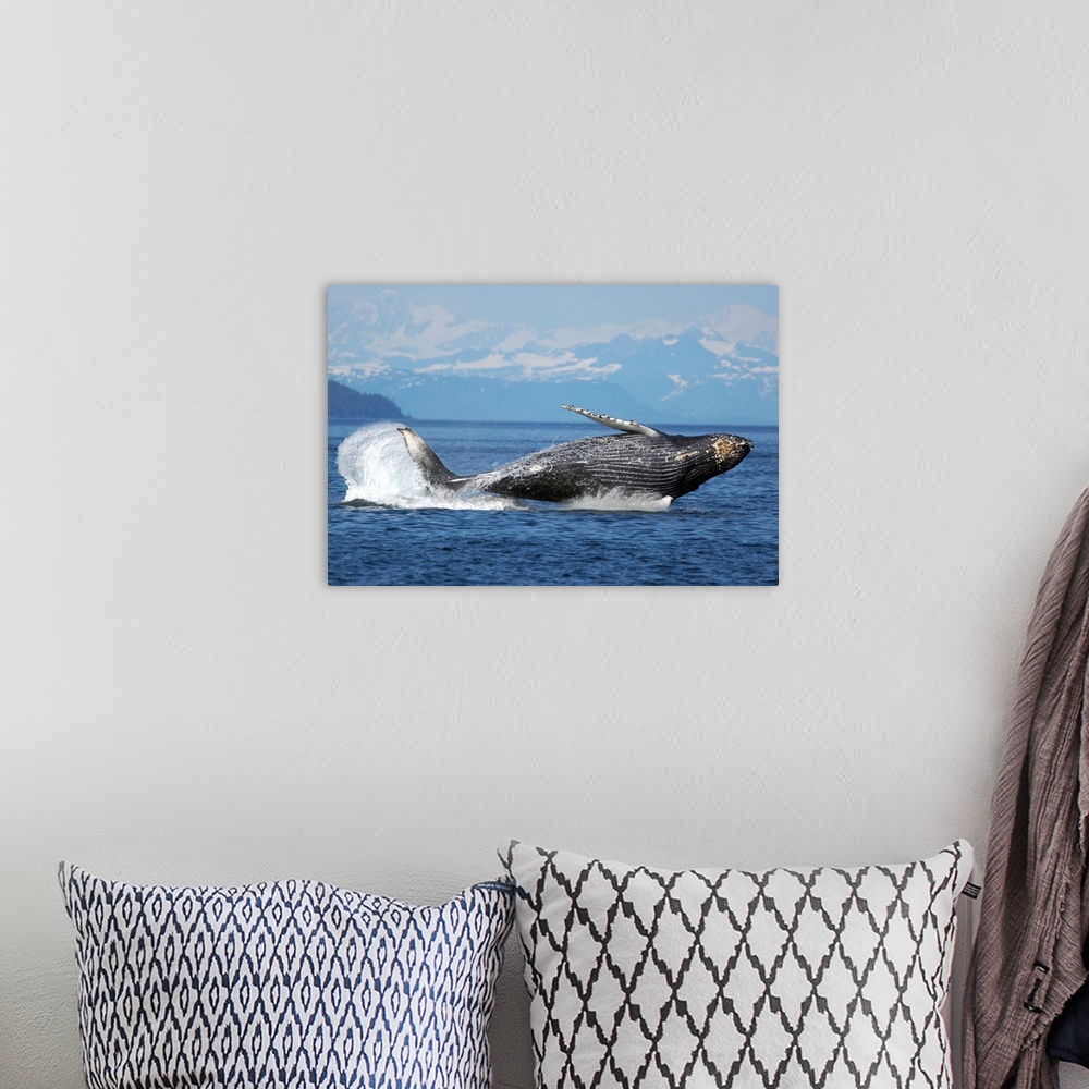 A bohemian room featuring Humpback Whale breaching, Prince William Sound, Alaska