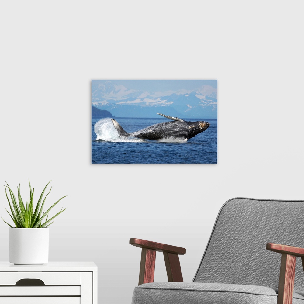 A modern room featuring Humpback Whale breaching, Prince William Sound, Alaska