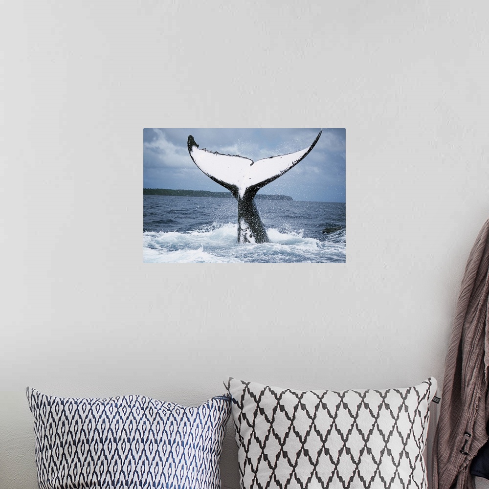 A bohemian room featuring Humpback Whale (Megaptera novaeangliae) tail, Tonga