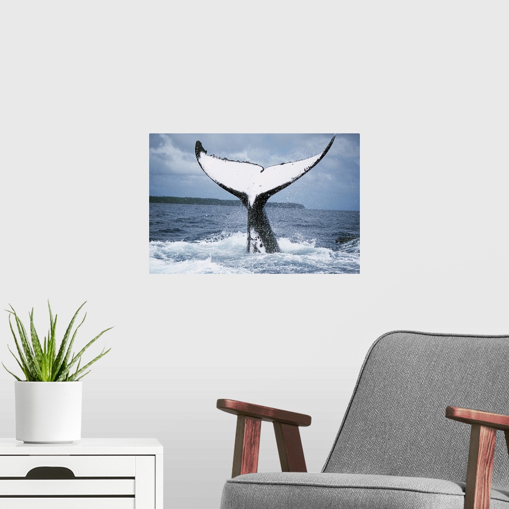 A modern room featuring Humpback Whale (Megaptera novaeangliae) tail, Tonga