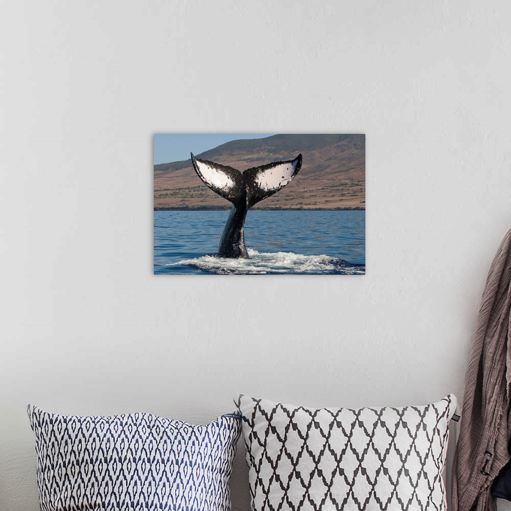 A bohemian room featuring Humpback Whale tail, Maui, Hawaii