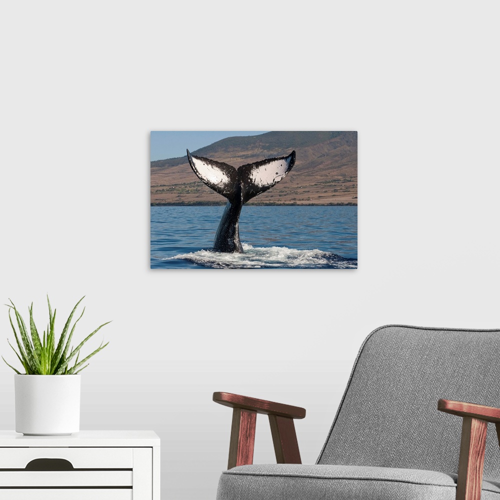 A modern room featuring Humpback Whale tail, Maui, Hawaii
