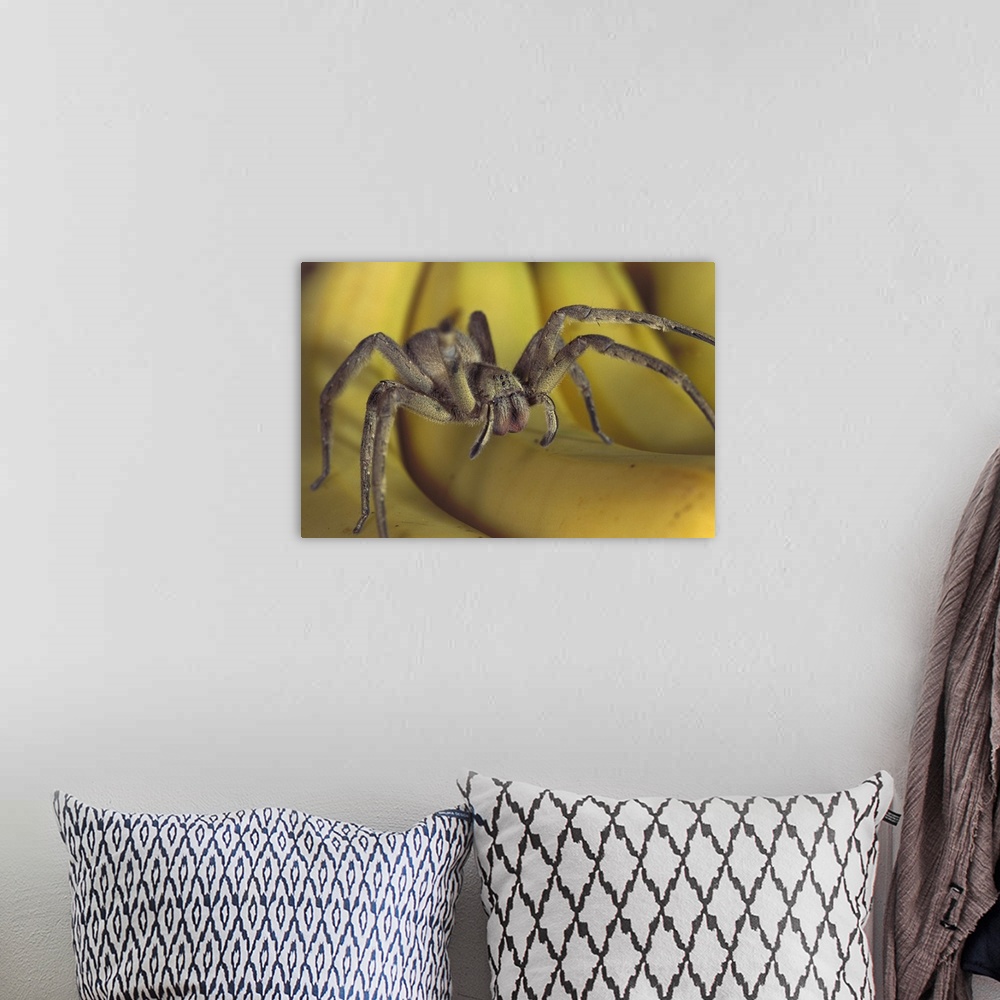 A bohemian room featuring Hunting Spider or Banana Spider (Cupiennius salei) walking on Bananas, native to Central America