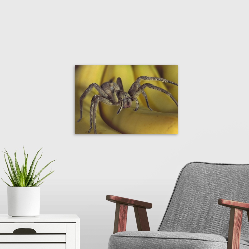 A modern room featuring Hunting Spider or Banana Spider (Cupiennius salei) walking on Bananas, native to Central America