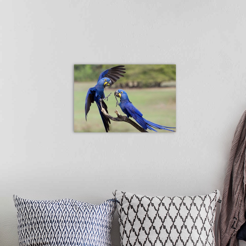 A bohemian room featuring Hyacinth Macaw (Anodorhynchus hyacinthinus) pair fighting, Pantanal, Brazil.Sequence 3 of 4.