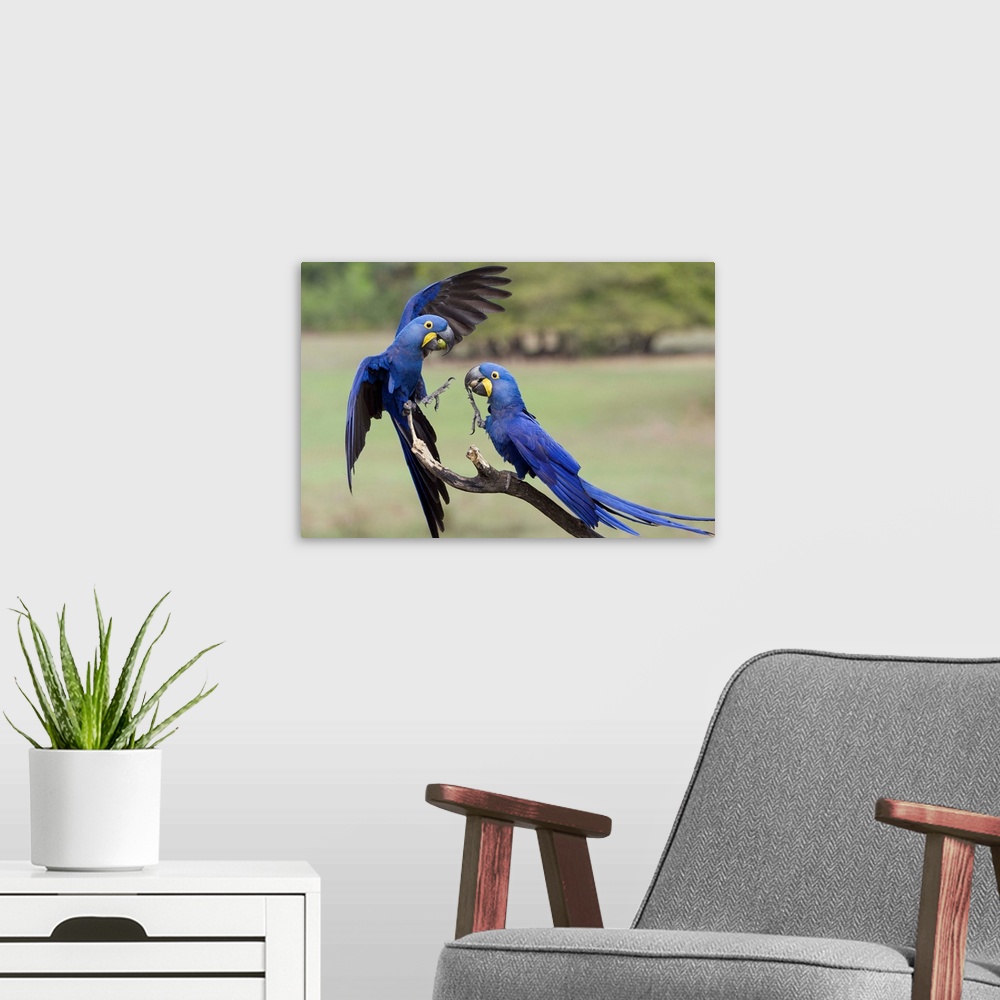 A modern room featuring Hyacinth Macaw (Anodorhynchus hyacinthinus) pair fighting, Pantanal, Brazil.Sequence 3 of 4.