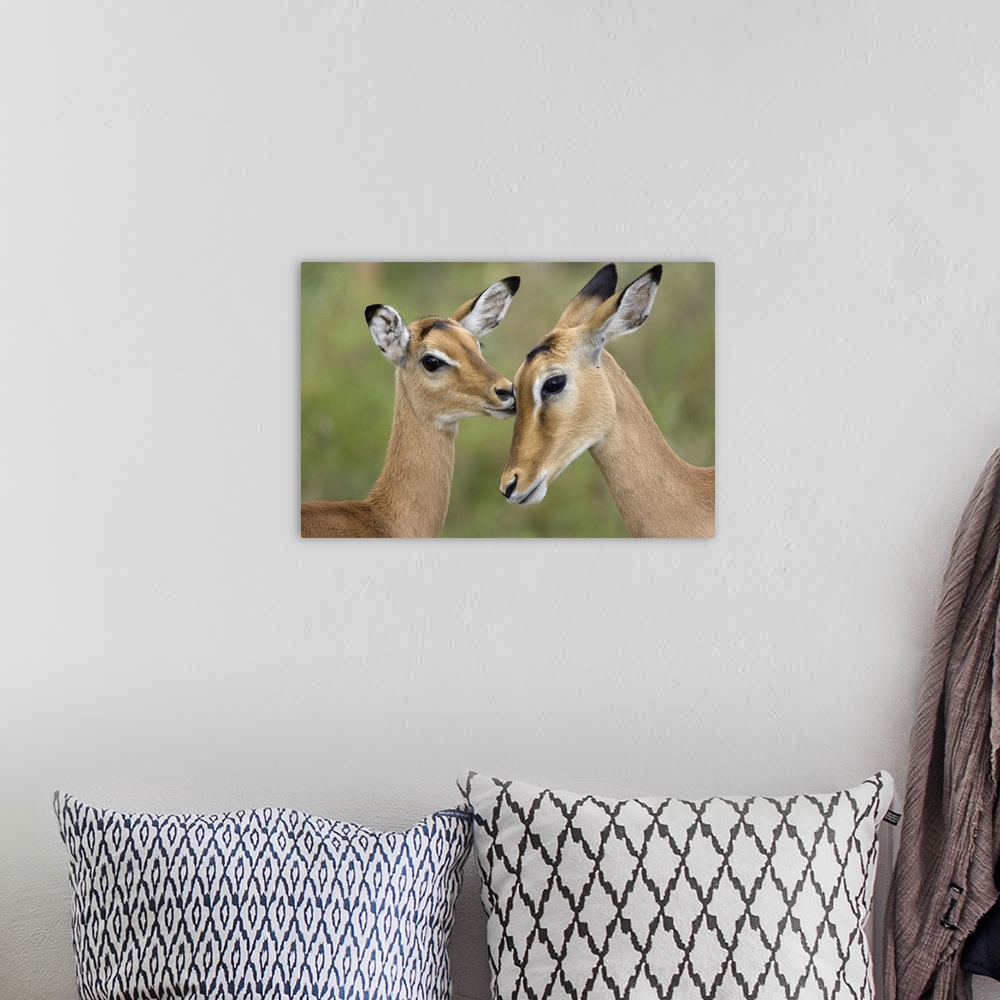A bohemian room featuring ImpalaAepycerus melampusFawn grooming motherSerengeti National Park, Tanzania