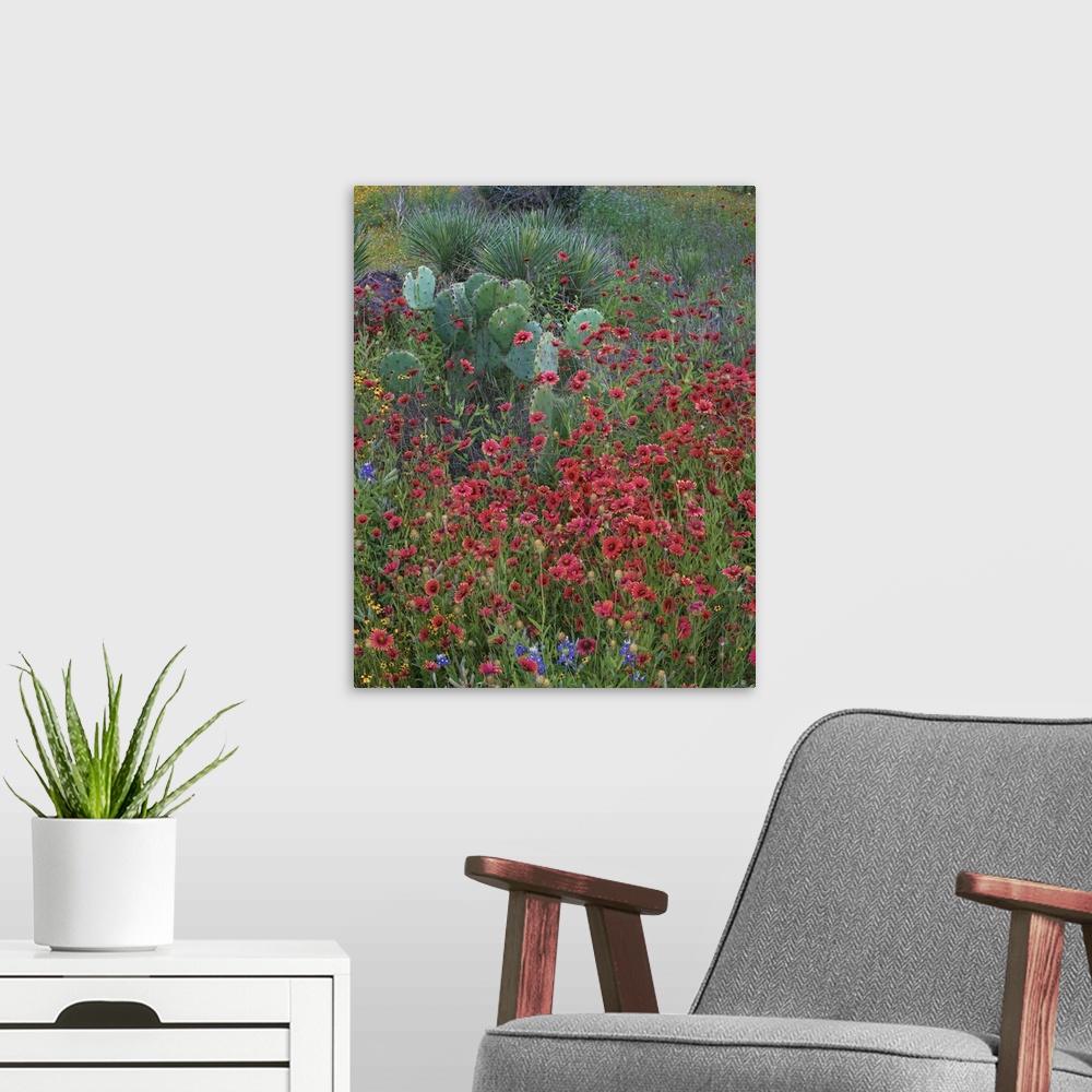 A modern room featuring Indian Blanket flowers and Opuntia cacti, Inks Lake State Park, Texas