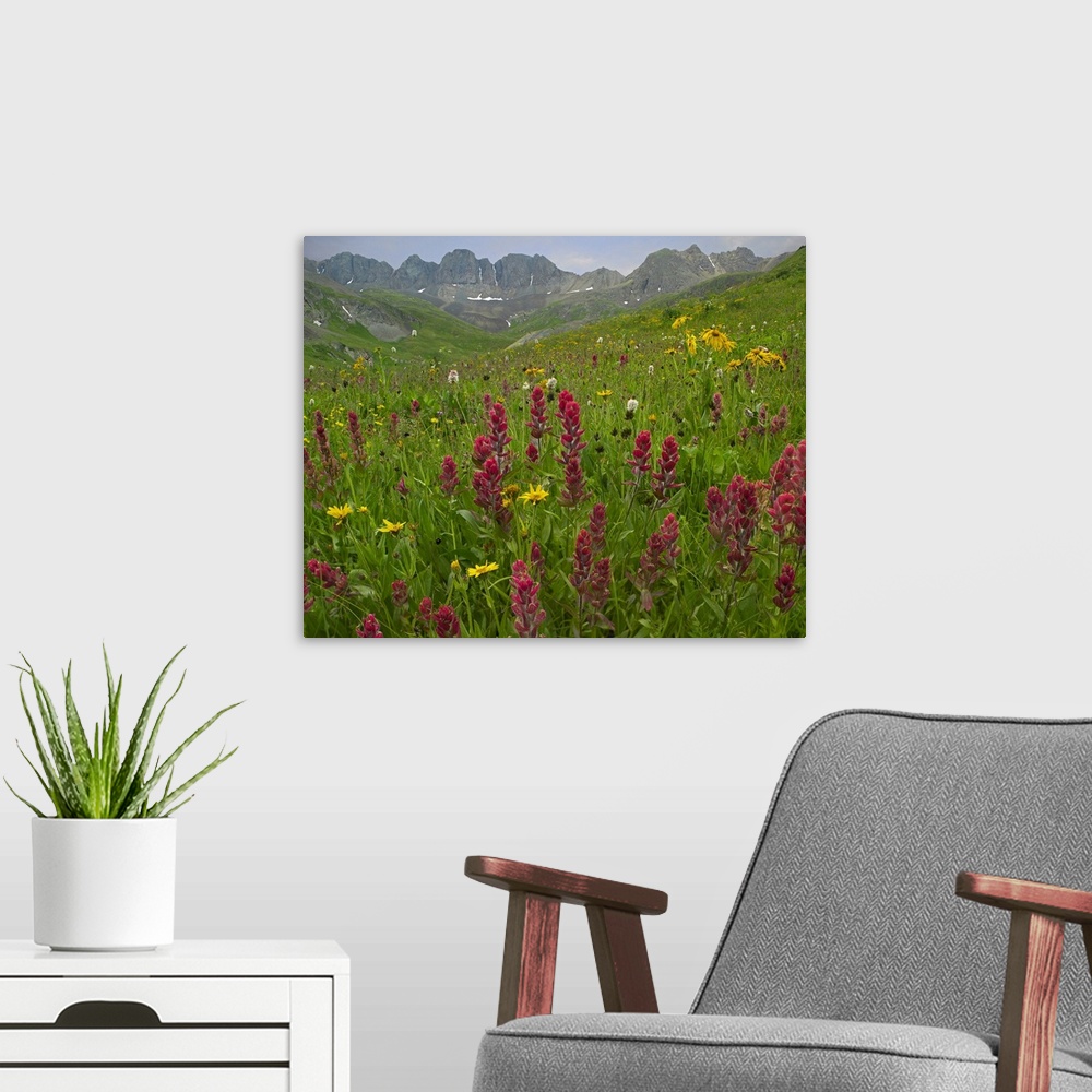 A modern room featuring Indian Paintbrush meadow at American Basin, Colorado
