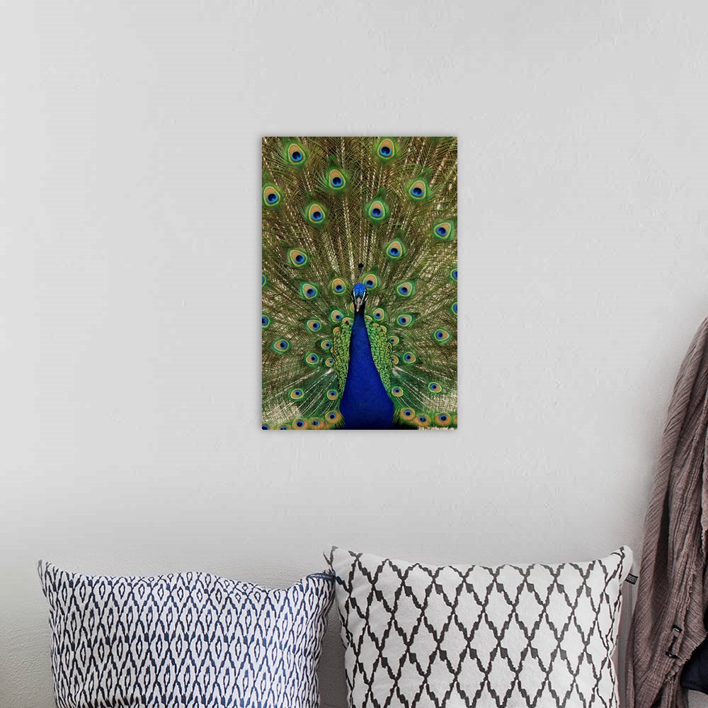 A bohemian room featuring Indian Peafowl male in full display