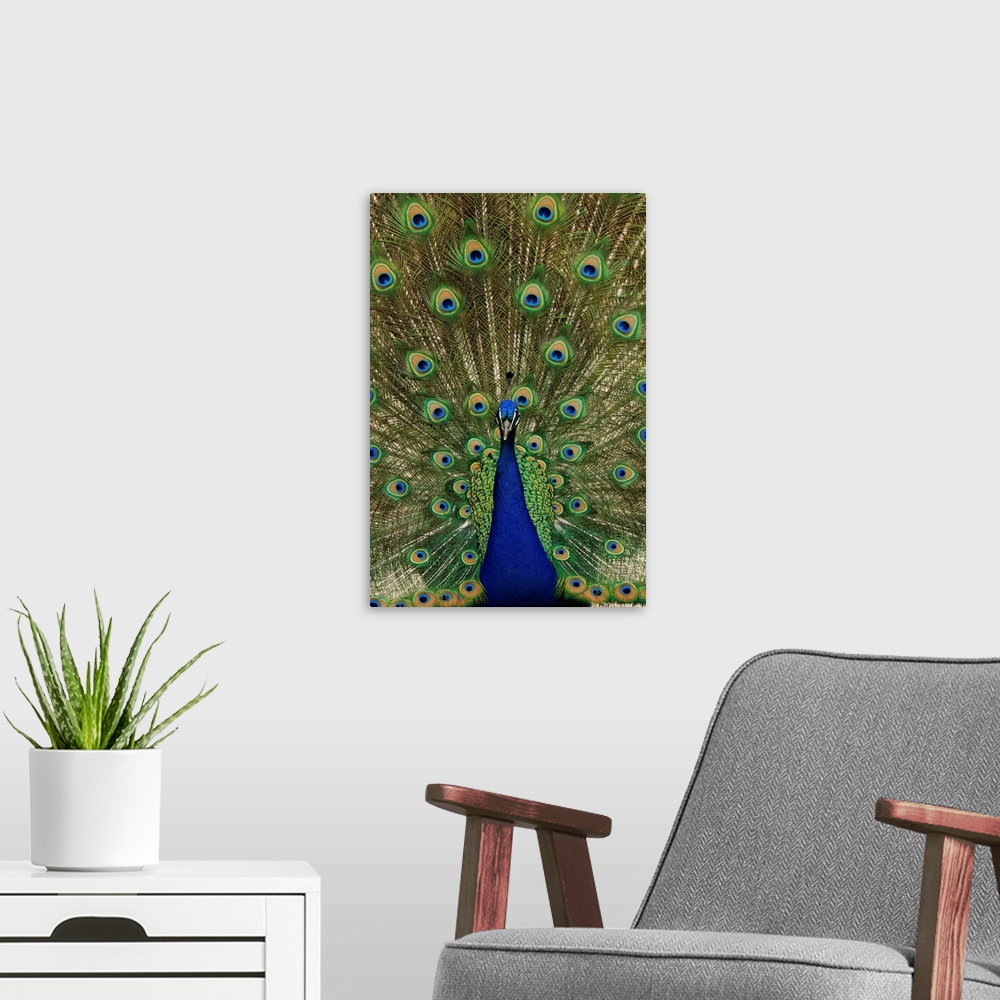 A modern room featuring Indian Peafowl male in full display