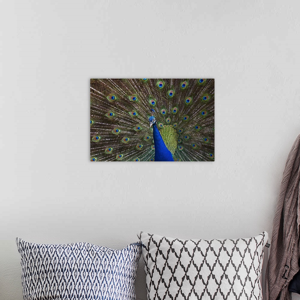 A bohemian room featuring Indian Peafowl male with tail fanned out in courtship display, native to Asia
