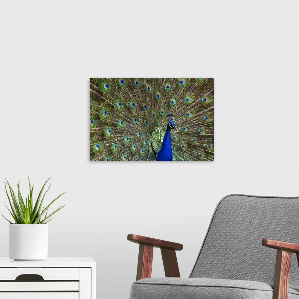 A modern room featuring Indian Peafowl male with tail fanned out in courtship display, native to Asia