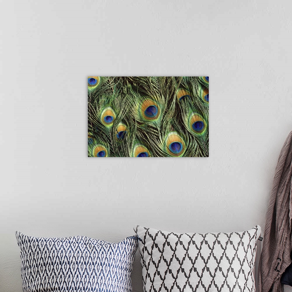 A bohemian room featuring Large, landscape, close up photograph of the colorful, shimmering feathers of a peacock, flowing ...