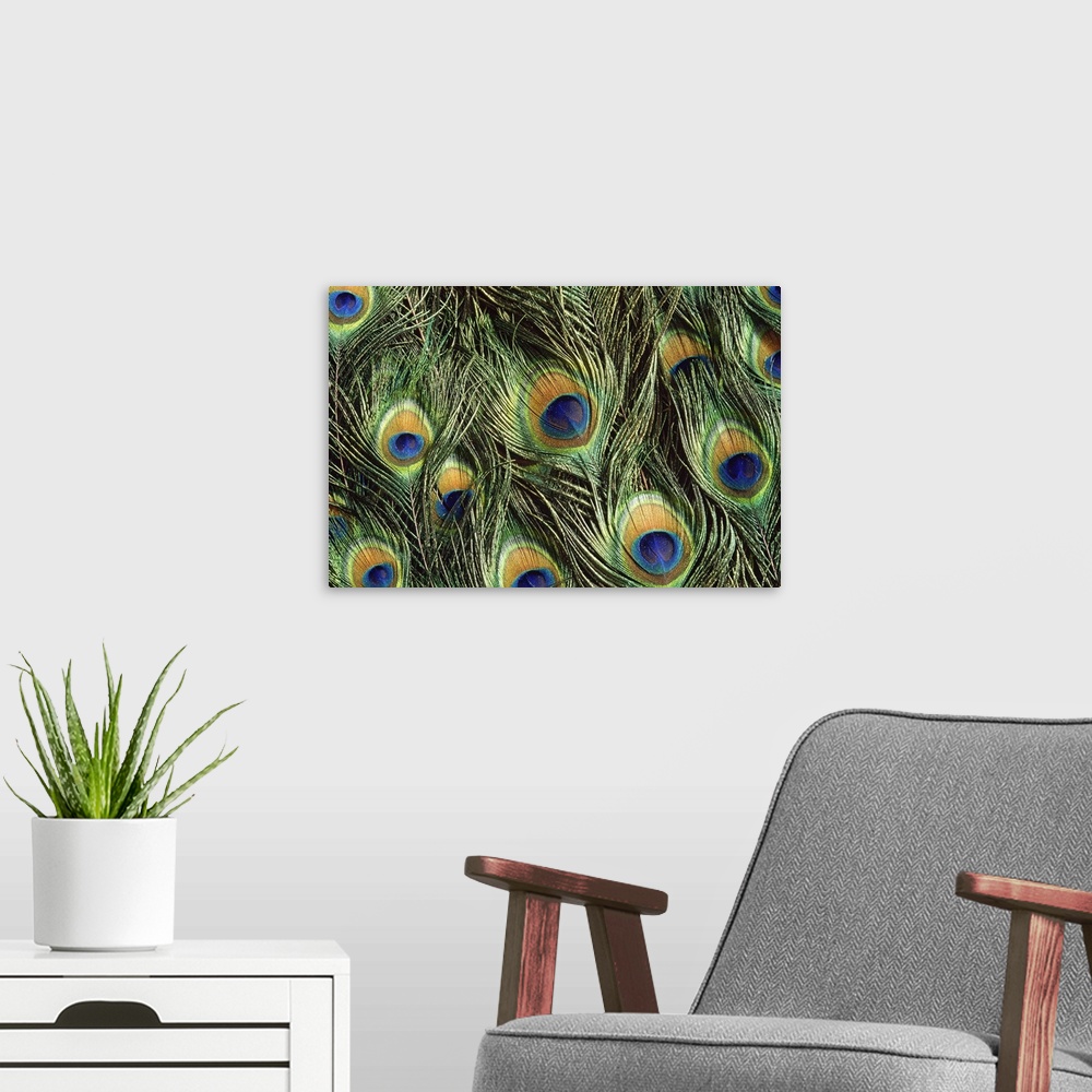 A modern room featuring Large, landscape, close up photograph of the colorful, shimmering feathers of a peacock, flowing ...