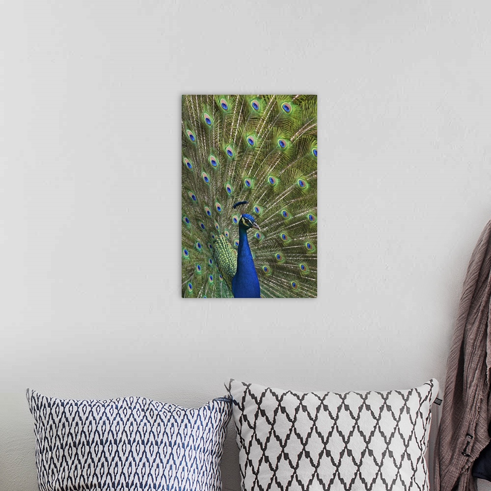 A bohemian room featuring Indian Peafowl (Pavo cristatus) male with tail fanned out in courtship display