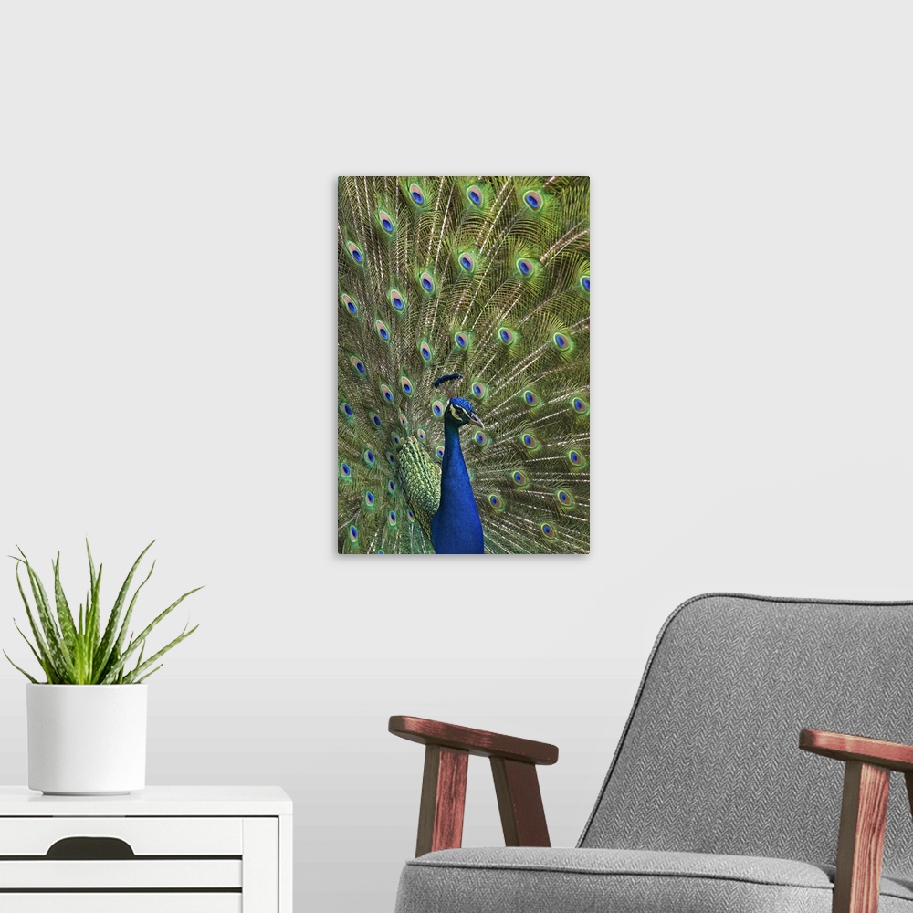 A modern room featuring Indian Peafowl (Pavo cristatus) male with tail fanned out in courtship display