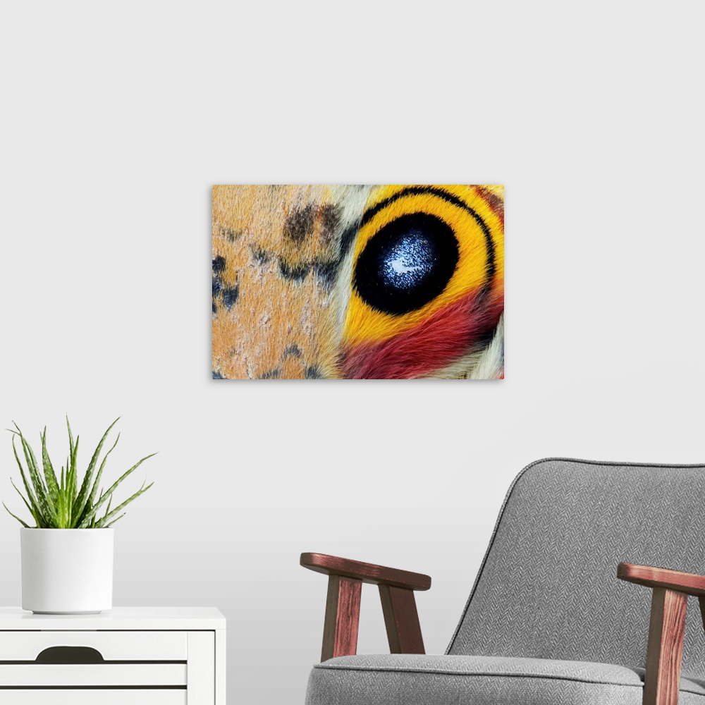 A modern room featuring Io Moth (Automeris io) Wing with Eye-spot, Texas