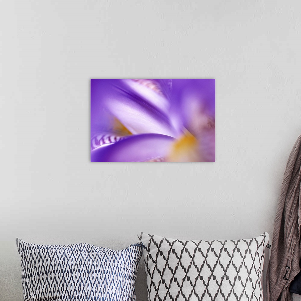 A bohemian room featuring Horizontal, large, close up photograph of an iris flower, heavily blurred toward the outer edges.