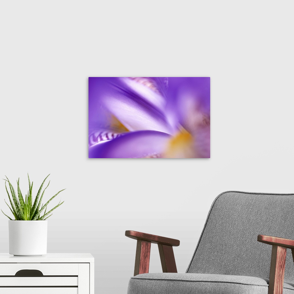 A modern room featuring Horizontal, large, close up photograph of an iris flower, heavily blurred toward the outer edges.