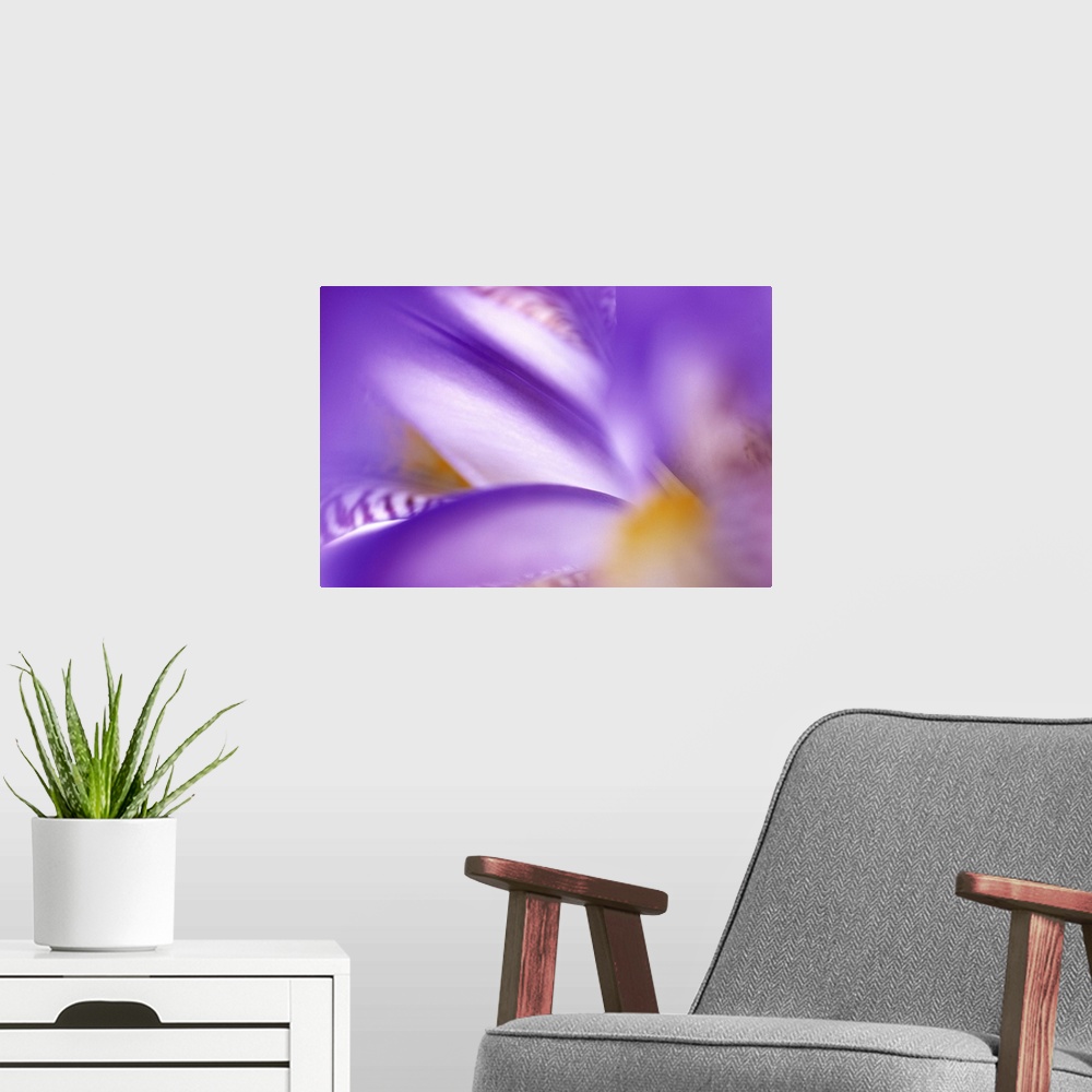 A modern room featuring Horizontal, large, close up photograph of an iris flower, heavily blurred toward the outer edges.