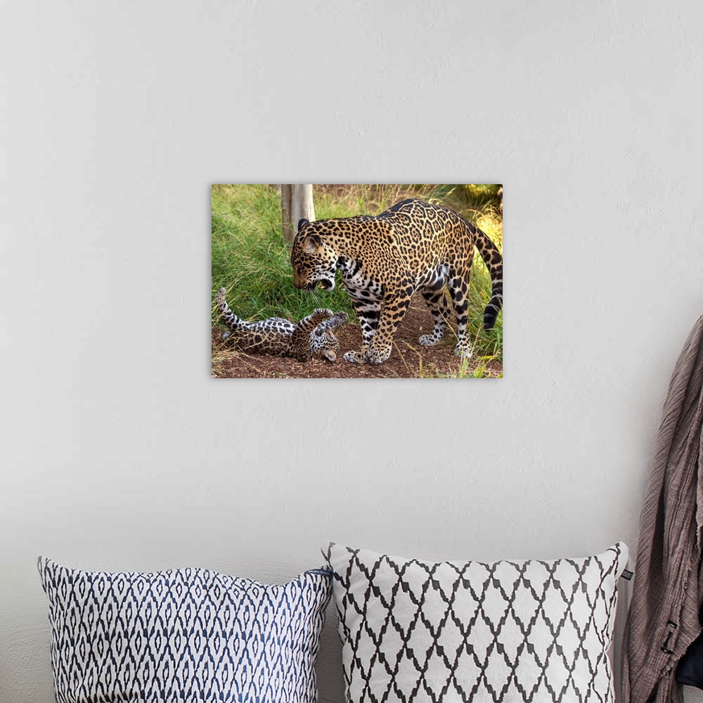 A bohemian room featuring Jaguar cub playing with mother, native to Central and South America