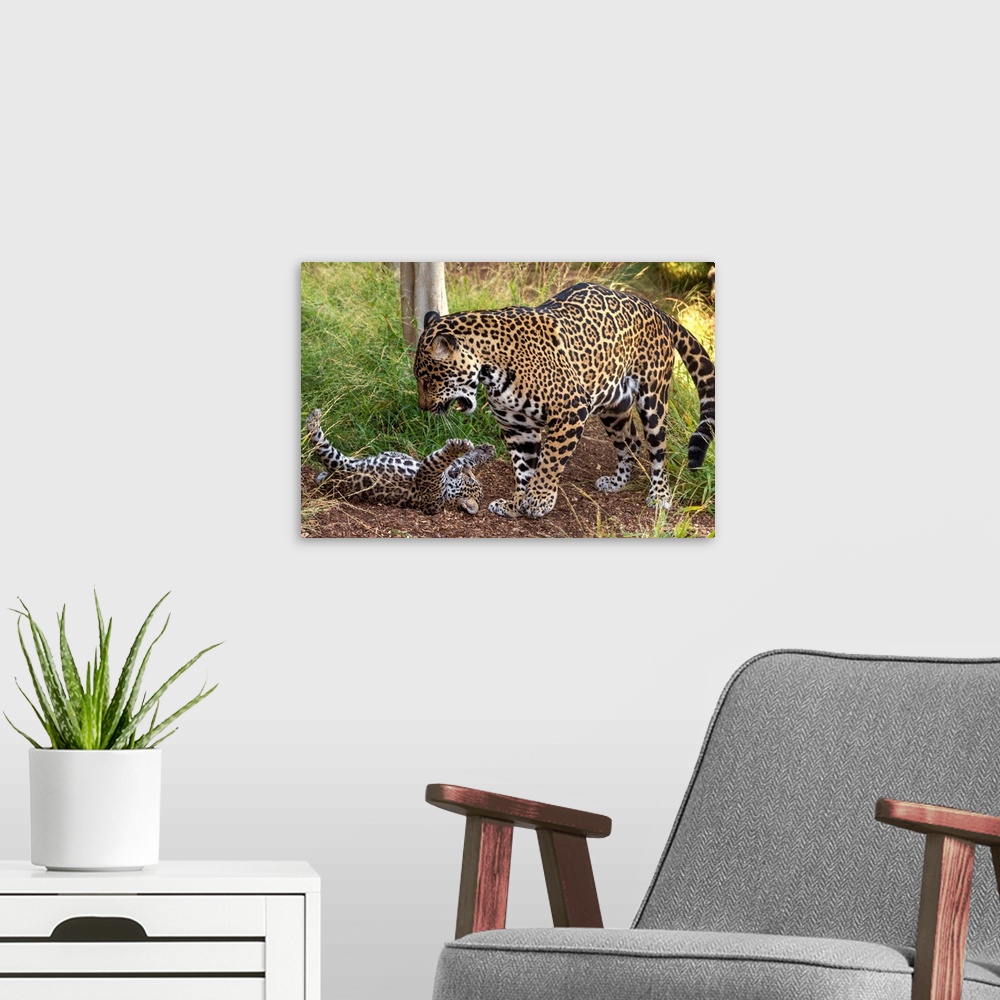 A modern room featuring Jaguar cub playing with mother, native to Central and South America