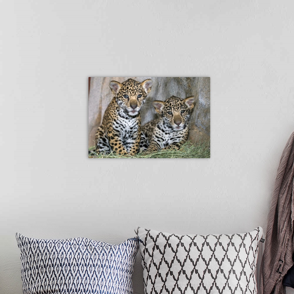 A bohemian room featuring Jaguar cubs, native to Central and South America