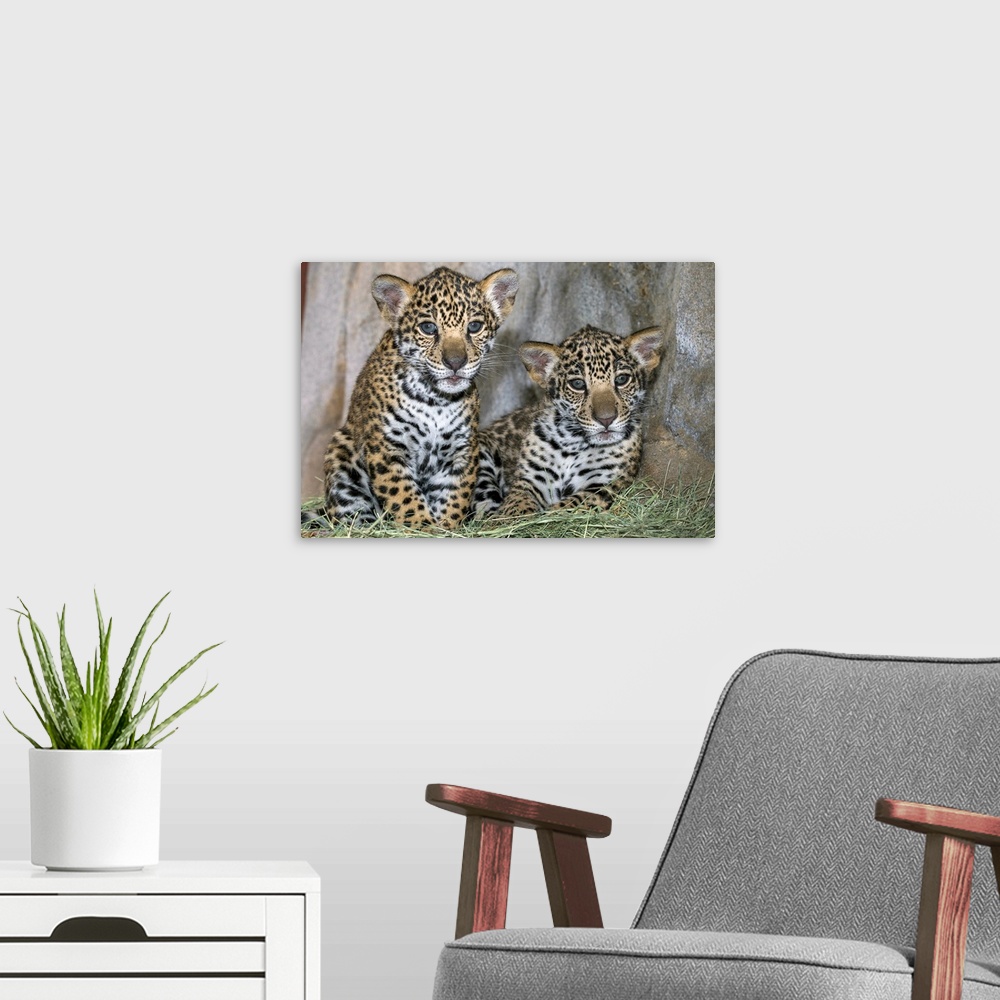 A modern room featuring Jaguar cubs, native to Central and South America