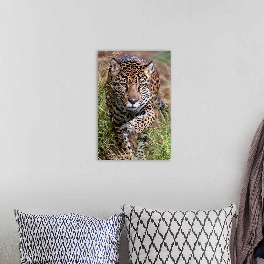 A bohemian room featuring Jaguar walking through grass, native to Central and South America