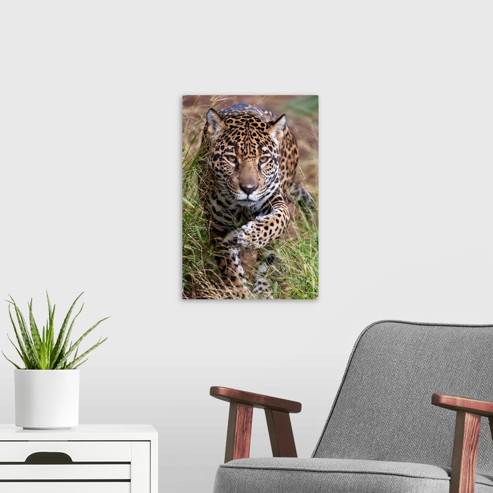 A modern room featuring Jaguar walking through grass, native to Central and South America