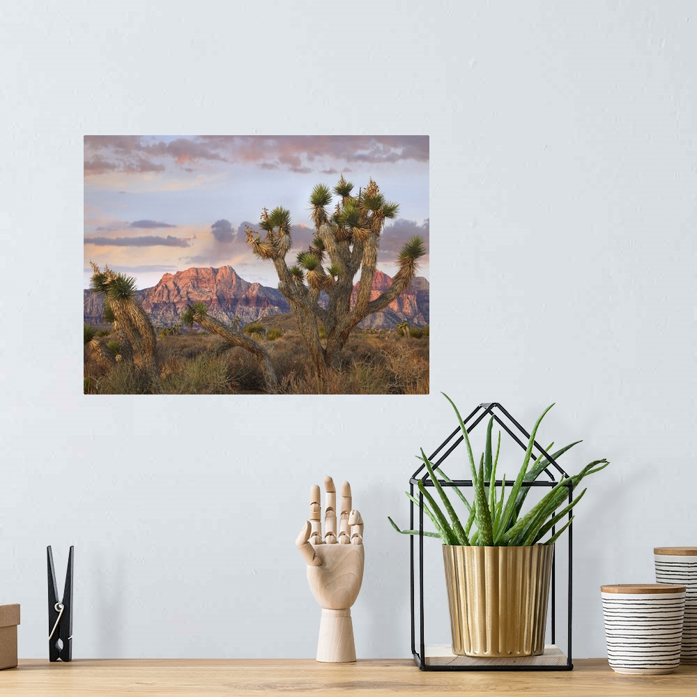 A bohemian room featuring Joshua Tree and Spring Mountains at Red Rock Canyon National Conservation